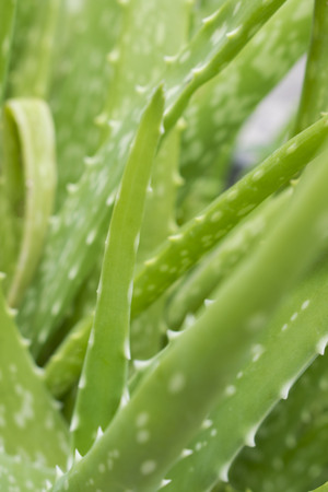 clump Aloe Veraの写真素材