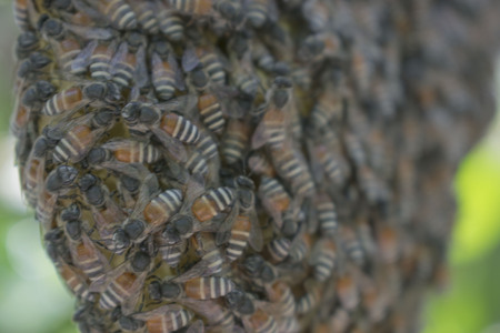 Apis florea, beeの写真素材