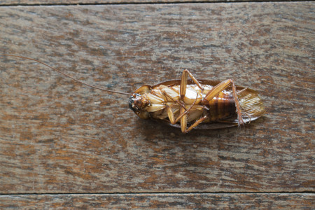 Roach dead on a wooden floor.