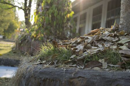 Leaves under the treeの写真素材