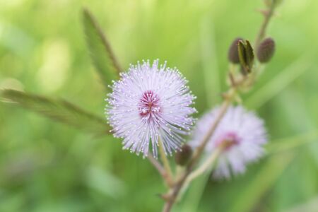 Beautiful blooming pink ground orchid flowers with blurred background.の写真素材