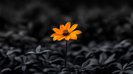Beautiful yellow flower on black background. (Cosmos Bipinnatus)の素材