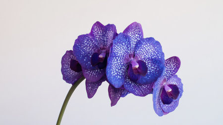 A single Vanda orchid in rich purple tones, suspended against a white backgroundの素材
