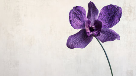 A single Vanda orchid in rich purple tones, suspended against a white backgroundの素材