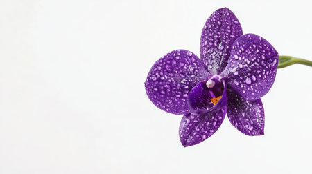 A single Vanda orchid in rich purple tones, suspended against a white backgroundの素材