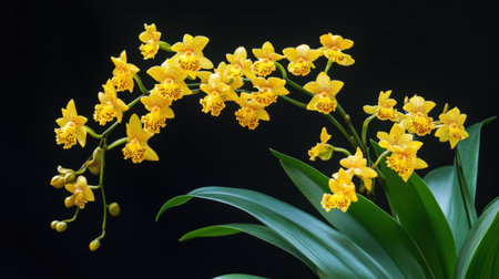 A blooming Oncidium orchid, also known as the Dancing Lady, with its bright yellow flowersの素材