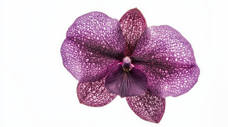 A single Vanda orchid in rich purple tones, suspended against a white backgroundの素材