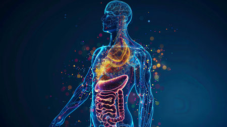 A glowing blue human body in a blue background. The body is made of glowing dots and lines and the internal organs are visible.の素材