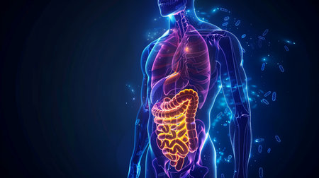 The image shows the digestive system of a human body.の素材