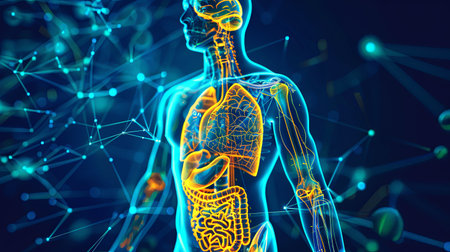 Blue transparent human body with nervous system and organsの素材