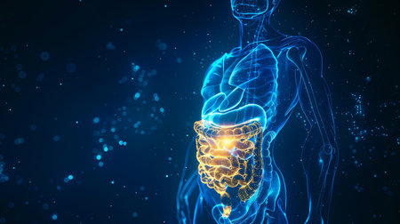 An illustration of the human digestive system.の素材