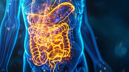 An illustration of the human digestive systemの素材