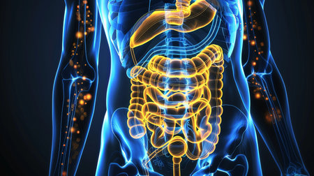 The image shows the human digestive system, which is responsible for breaking down food and absorbing nutrients.の素材