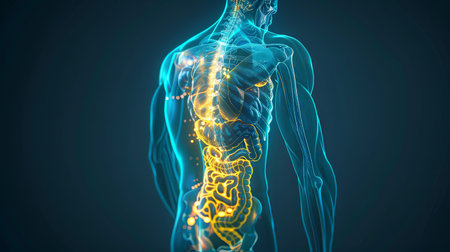 An illustration of the human digestive systemの素材