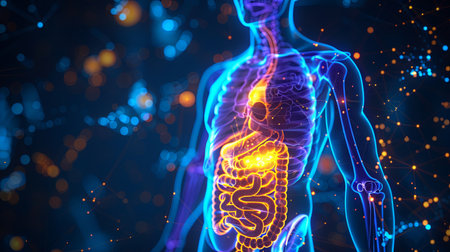A glowing blue and orange illustration of the digestive system within a human body.の素材