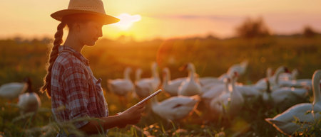 A young farmer girl is feeding geese on the farm at sunsetの素材