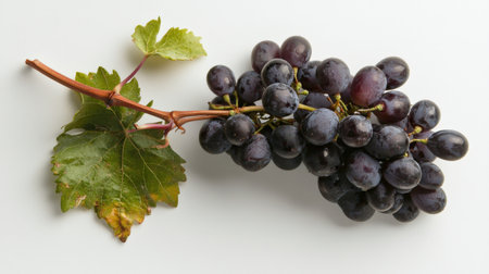 Grapevine isolated on white, ideal for vineyard and fresh produce themesの素材