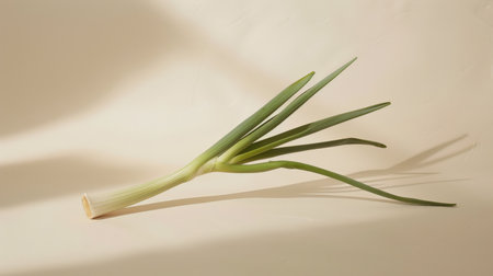 Onion on a white background. Fresh green onions. Spring onion.の素材