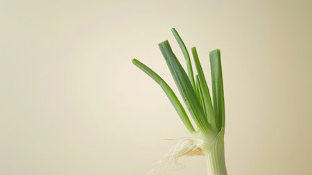 Green onion isolated on a white background with copy space for text.の素材