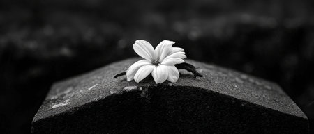 A white flower is on top of a gravestone. The gravestone is black and the flower is the only thing that is visibleの素材
