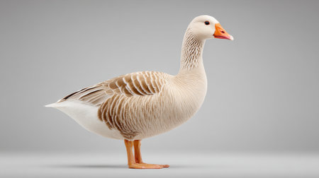 A white duck stands on a grey surface. The duck is the main focus of the image. The grey background creates a sense of calmness and serenityの素材