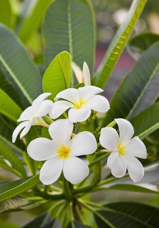 Frangipani flowers の写真素材