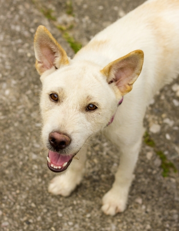 dog の写真素材