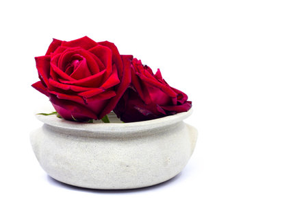 red roses  in a pot on white の写真素材