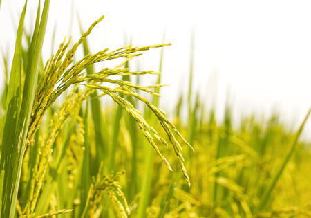 Rice fieldの写真素材