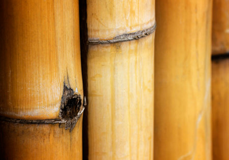 bamboo backgroundの写真素材