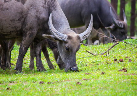 asia buffalo grazing on a green grassy field