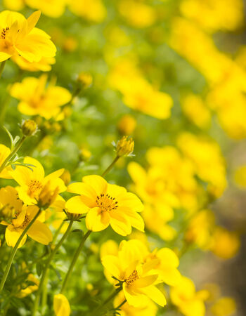 Field of Dahlberg daisy in the gardenの写真素材