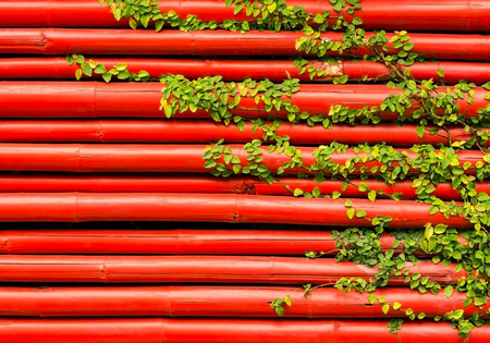 leaf on red bamboo backgroundの写真素材