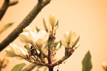 Frangipani Plumeria flowers, Concept filter sepia.の写真素材