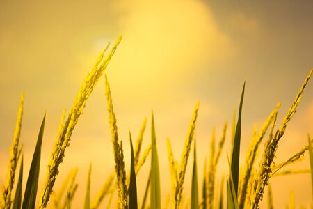 rice field in north Thailand, nature food landscape background.の写真素材