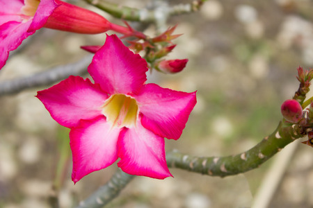 Adenium flowers.Impala Lily flowers. Desert rose flower from tropical climate. Rose flower from tropical climate. Desert Rose. Pinkbignonia.の写真素材