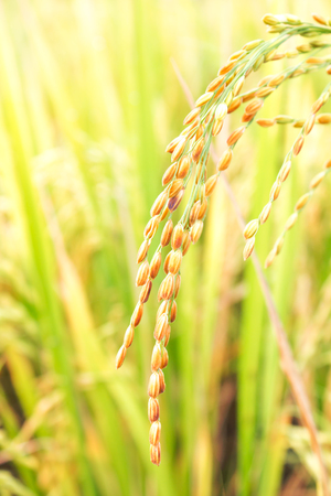 rice field in north Thailand, nature food landscape background.の写真素材