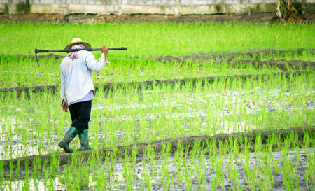 People are taking care of rice fields.の写真素材