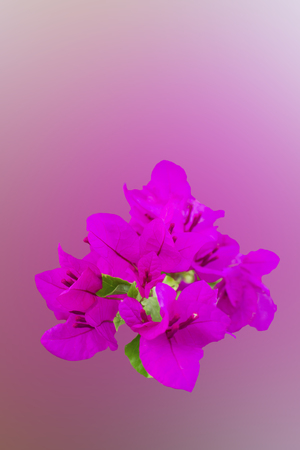 Perple bougainvillea flowers on perple background. beautiful flowers card.の写真素材