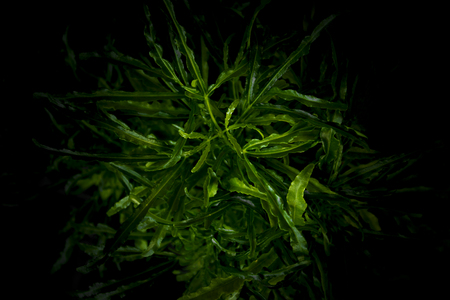 Green leaves background for wallpaper backdrop, Natural background, Green  leaf texture, nature dark green backgroundの写真素材