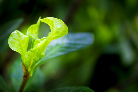 Fresh leaves. Spring green forest with lush foliageの写真素材