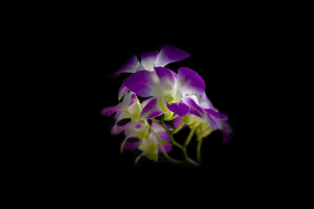 Beautiful  Pink Purple Phalaenopsis Orchid or Moth Orchid on black backgroundの写真素材