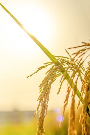 rice field in north Thailand, nature food landscape background.の写真素材