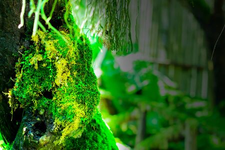 Green moss on the tree. Macro of moss on timber in rainy season.の写真素材