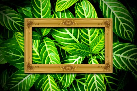 Gold wooden frame on green leaves texture background.