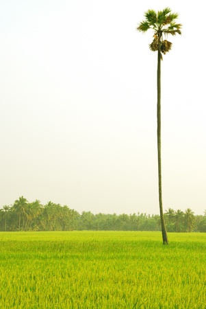 Standing alone in the belly sugar palm green rice producers in Thailandの写真素材