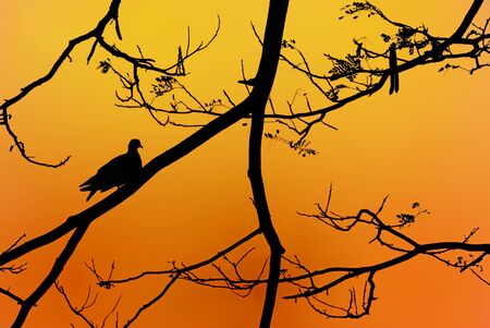 Silhouettesの写真素材