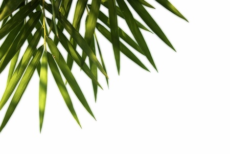 Bamboo leaves isolated on white backgroundの写真素材
