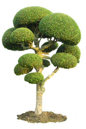 Isolated Fig Tree Ornamental garden