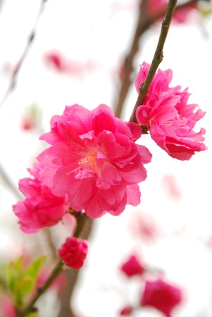 Peach pink flowersの写真素材